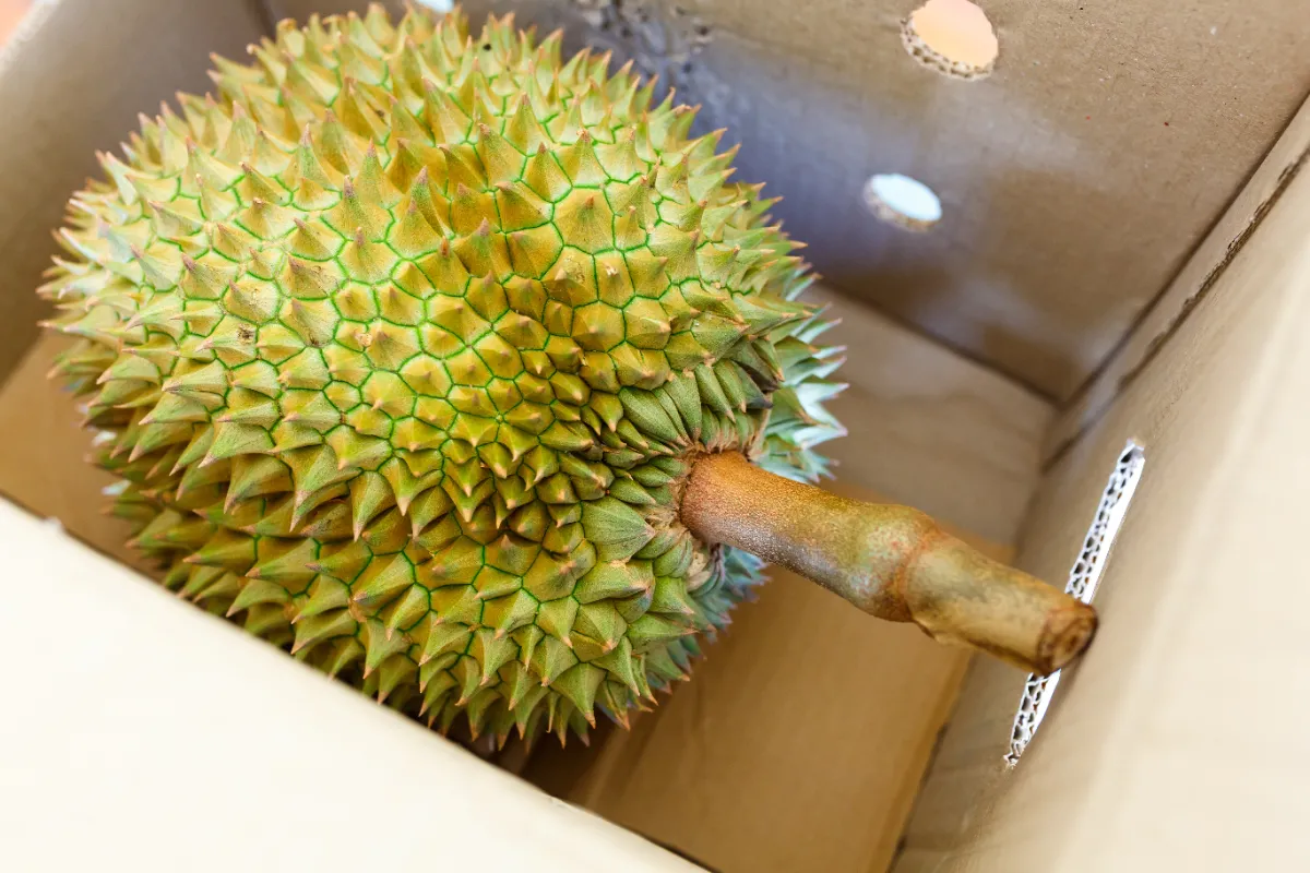 วางแผนสั่งผลิตกล่องทุเรียนกระดาษลูกฟูกรองรับฤดูกาลเก็บเกี่ยว